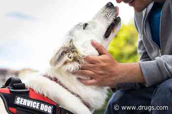 Psychiatric Service Dog Intervention Can Reduce PTSD Symptom Severity