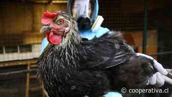 OMS pide estar alerta tras la primera muerte por gripe aviar aunque el riesgo es bajo