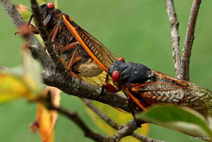 Cicadas being infected with STD that turns them into hyper-sexual 'zombies'