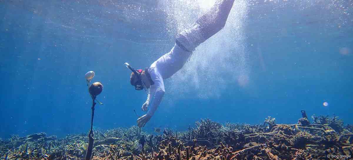 A new AI tool to help monitor coral reef health