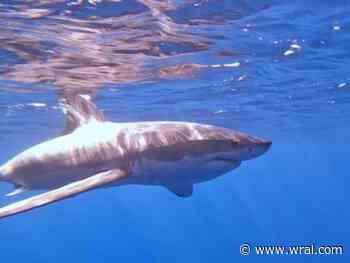 Great white shark pinged off NC coast near Kitty Hawk