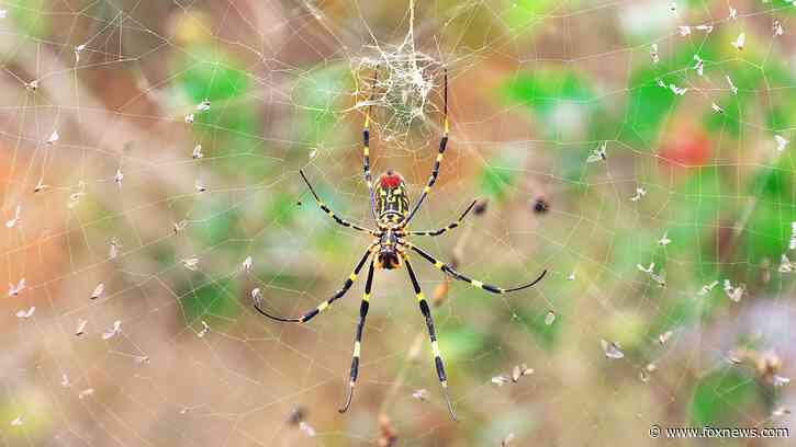 'No need to be afraid' of 'venomous flying spiders,' expert says