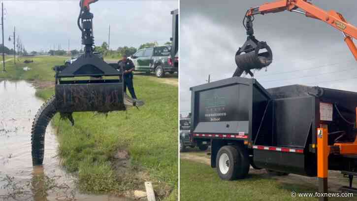 Texas public works department removes 12-foot alligator with grapple truck: 'Great grab'
