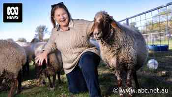 Why Dallas gave up the glamorous city life to happily return to her family's sheep farm