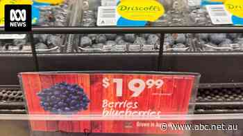 Blueberry prices surge, but would you spend $20 on a punnet?