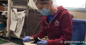 Calgary Wildlife rehab centre holds ‘baby shower’ for young birds and mammals
