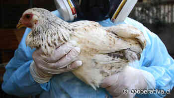Muerte por gripe aviar: "Hay varios virus que podrían causar problemas", señala experto