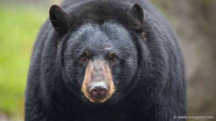Officials confirm first documented fatal black bear attack in California history