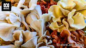 As late fungi season blooms in mushroom 'paradise', foragers are urged to be wary