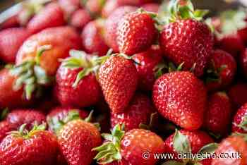 Where to go strawberry picking in Hampshire in 2023