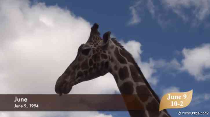 ABQ BioPark holding 30th birthday bash for June the giraffe