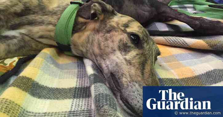 Animal welfare concerns prompt review of NSW rehoming facility for greyhound racing dogs