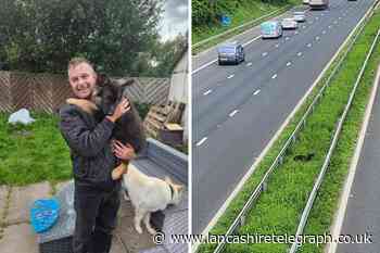 Padiham man's German Shepherd gets stuck on M65 for 18 hours