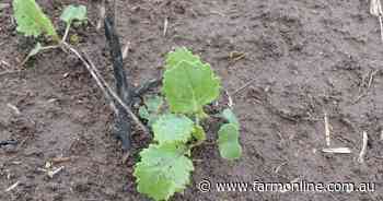 Dry start hits canola projections
