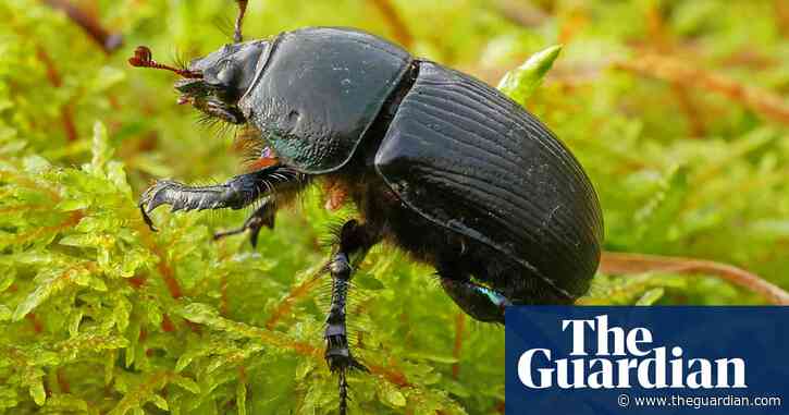 Country diary: Coprophagous beetles are an agricultural asset | Phil Gates