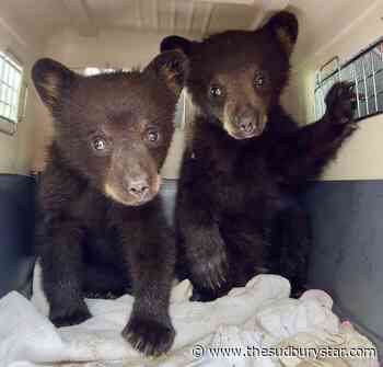 Three little bears from Sudbury getting tender loving care