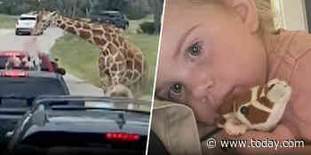 Family details shocking moment when giraffe lifts toddler into the air at drive-thru safari park in Texas