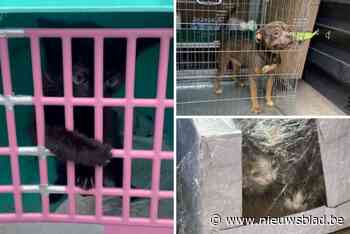 Politie brengt verwaarloosde dieren naar asiel: “Te kleine hokken, afgesloten van daglicht en geen toegang tot voer en water”