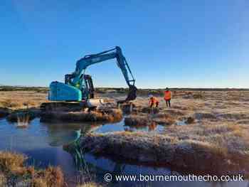 Restoration to 39 hectares of Purbeck peatlands begins