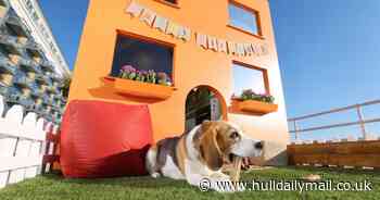 Super-sized doghouse is paradise for pooches