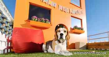 Super-sized doghouse is paradise for pooches