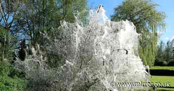 Spooky 'ghost tree' completely covered in eerie white caterpillar web