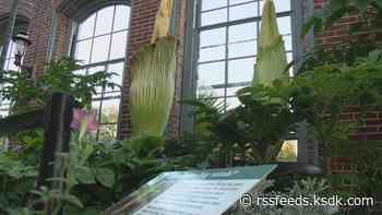 St. Louis' next corpse flower bloom is coming soon. Here's how to watch it live