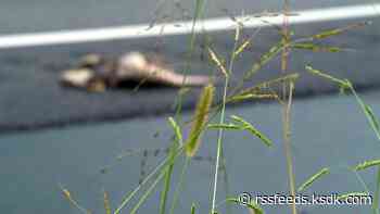 Dead armadillos are lining Missouri's interstates. Here's what ...