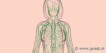 Slimme soldaten: hoe een leger van afweercellen de wacht houdt in je lymfeklieren
