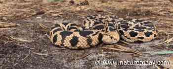 Exotische slangen in de duinen tussen Katwijk en Scheveningen