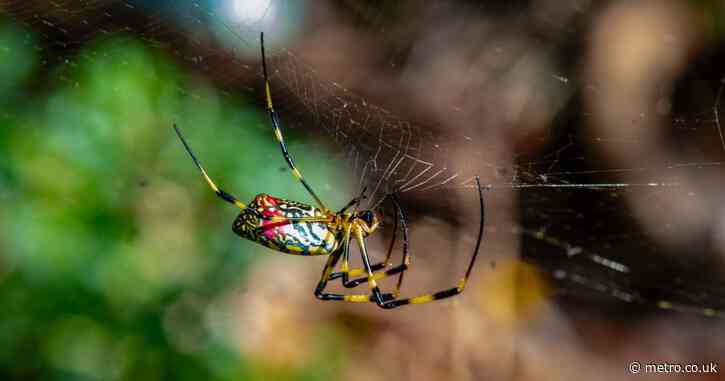 Venomous flying spiders the size of a human hand are about to invade New York