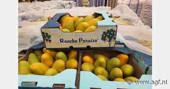 "Sterke peso nadelig voor export Mexicaanse mango's naar Europa"