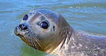 Aquarium Kiel: Seehund Findus ist ins Becken an der Kiellinie gezogen