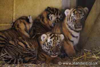 Four rare tiger cubs born at Longleat a month ago doing well, keepers say