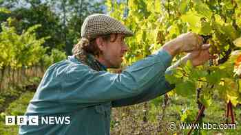 ‘Erratic weather’ affecting Essex wine production