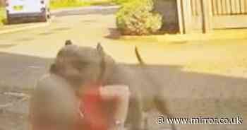 XL Bully attack caught on camera as enormous dogs try to rip woman's face off