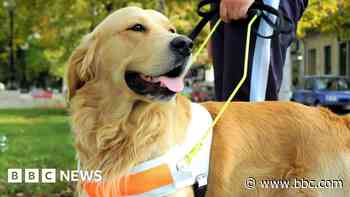 Guide dog charity 'couldn't do without' volunteers