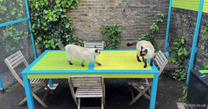 If you don’t mind having cats for landlords, this London flat is purrfect for you