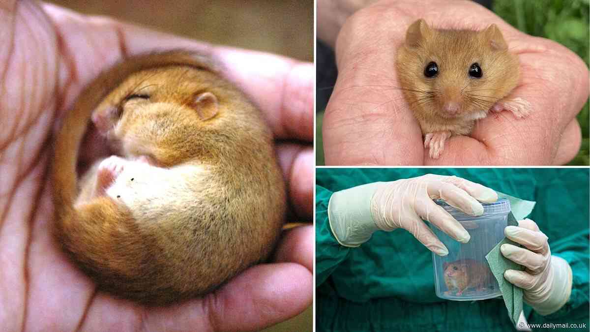 Adorable footage shows hazel dormice being released in Bedfordshire woodland to boost Britain's population of the 'critically endangered' rodent