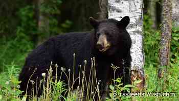 Bear in mind: Tips on how to prevent encounters with bears