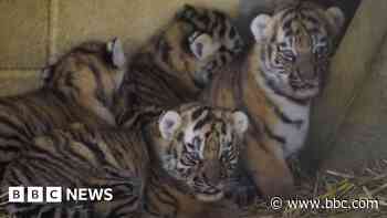 Rare Amur tiger cubs' personalities appearing