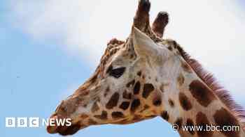 Europe's 'oldest' Rothschild's giraffe dies at 23
