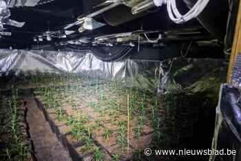 Politie ontmantelt cannabisplantage met 640 planten