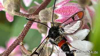 Rätselhaftes Insekt in Bad Aibling entdeckt: Wer kann es identifizieren?