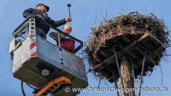 Volles Nest im Kreis Wolfenbüttel: Storch-Nachwuchs beringt