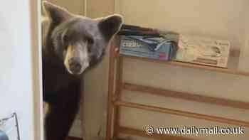 Moment California man is stunned after bear walks into his kitchen while he's doing the dishes