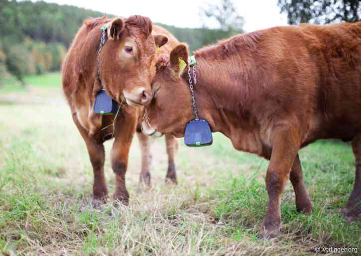 Cows in electric collars: Vermont farmers pilot virtual fencing technology