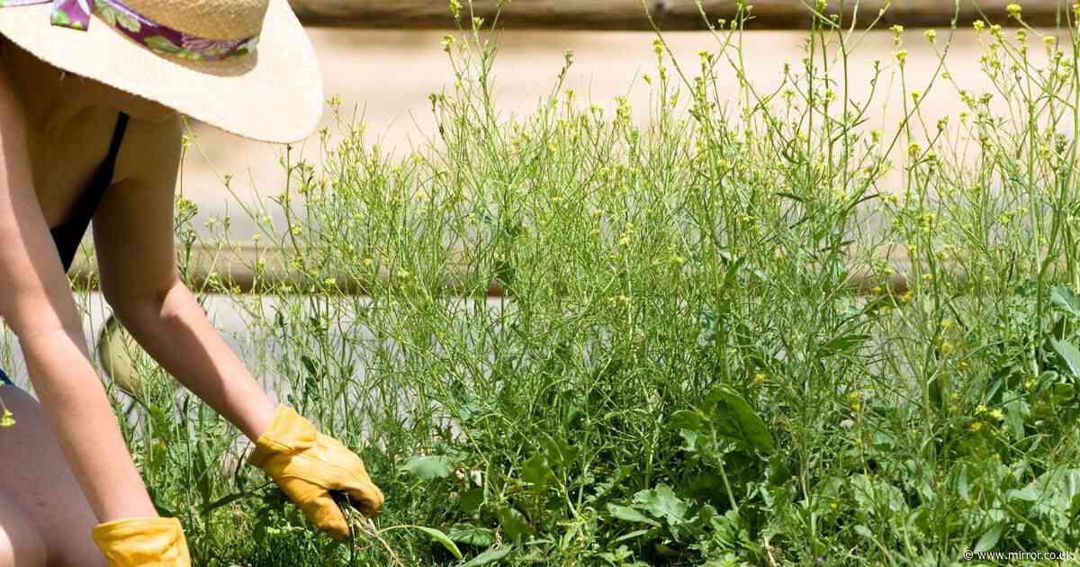 Gardening expert explains 'key job' in June to make sure weeds 'never return'