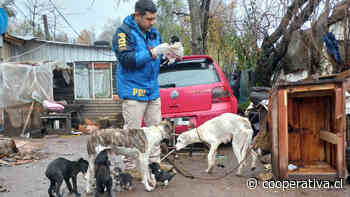 PDI detuvo a sujeto por maltrato animal en Panguipulli: Tenia 19 perros en precarias condiciones