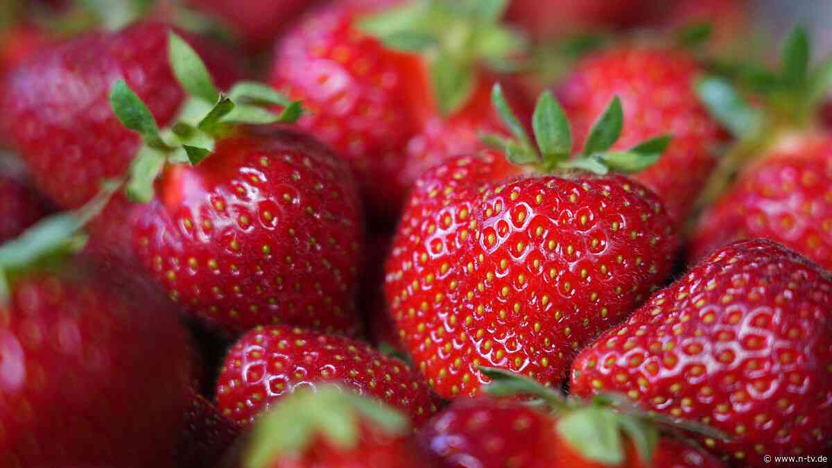 Lifehacks für Haltbarkeit: Erdbeerzeit! So bleiben die Früchte lange frisch